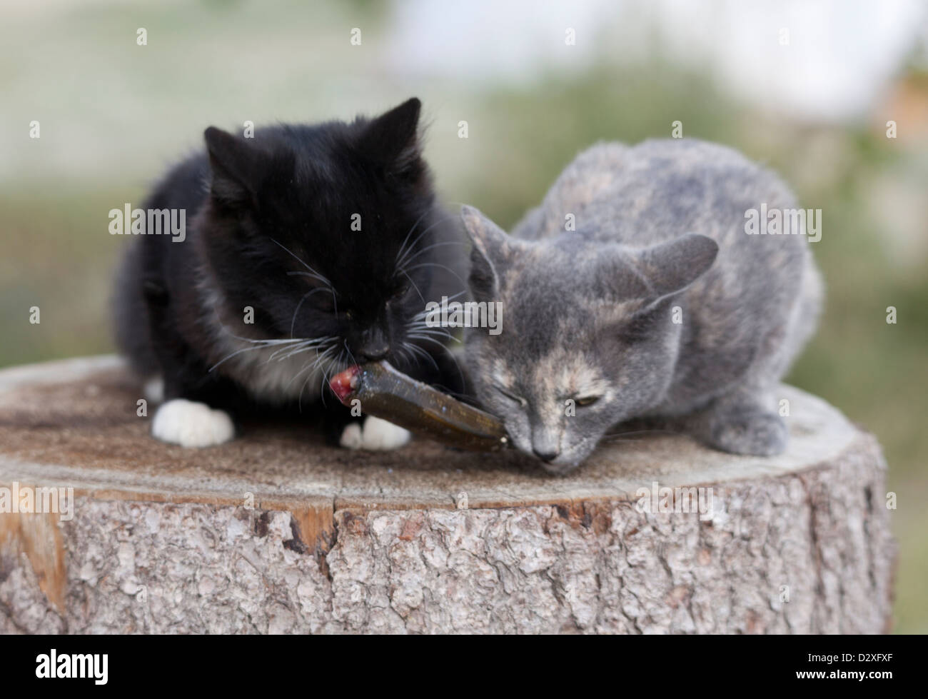 Cat eat outdoor fish hires stock photography and images Alamy