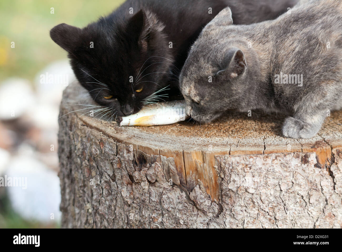 Two kittens eat fresh fish Stock Photo Alamy