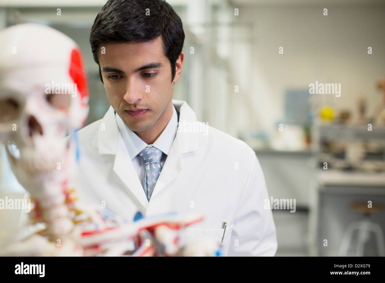 Scientist with anatomical model in laboratory Stock Photo