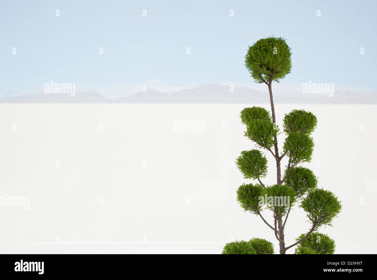 Tree with white sand desert in background Stock Photo