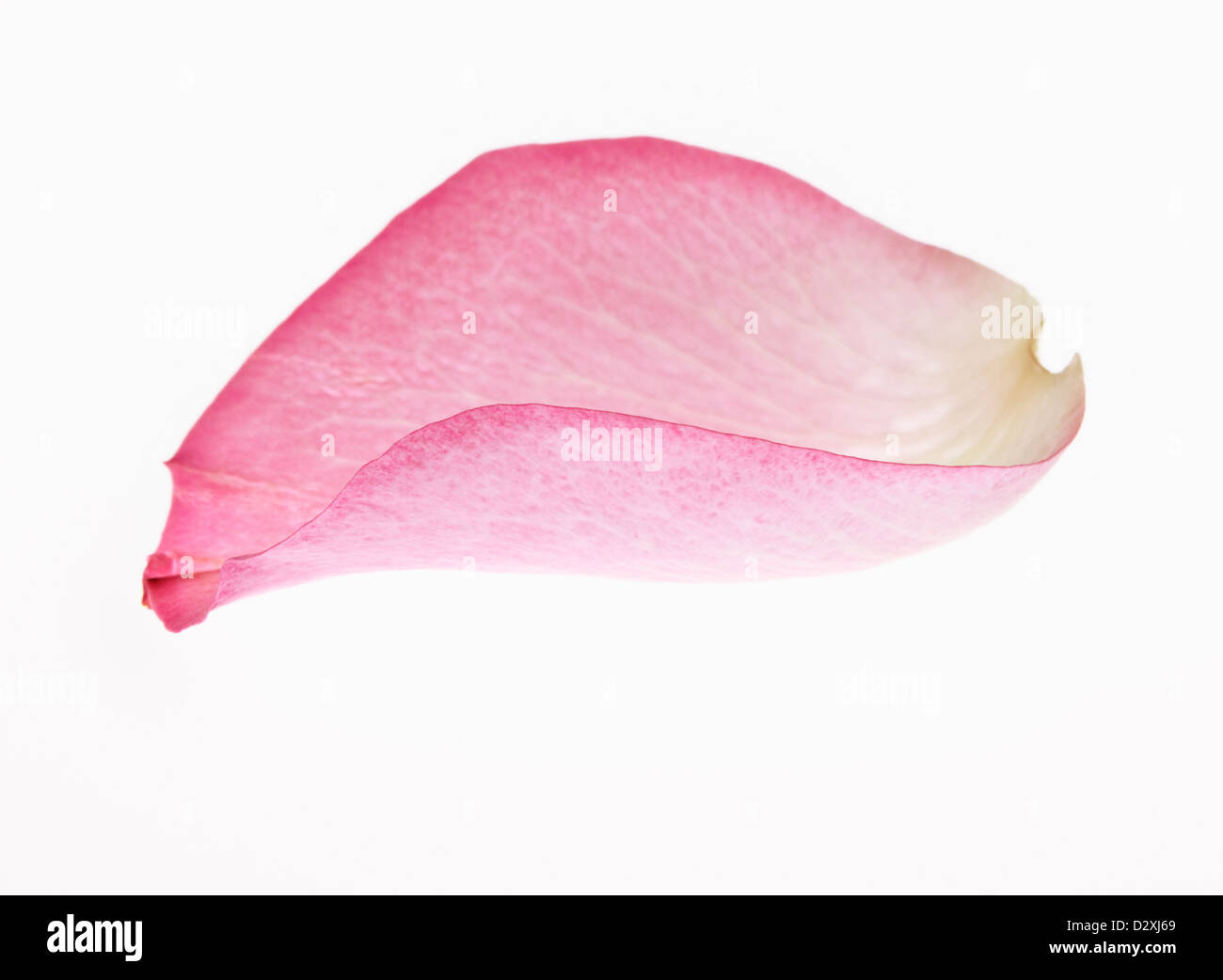 Close up of pink flower petal Stock Photo