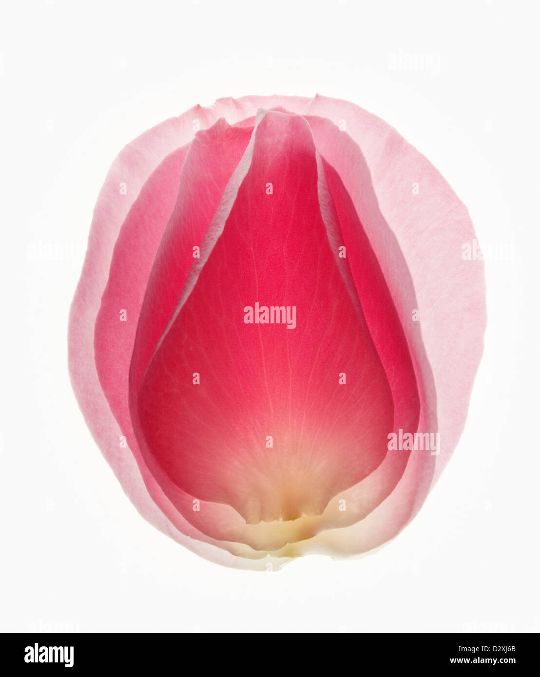 Close up of blurred, pink flower petal Stock Photo