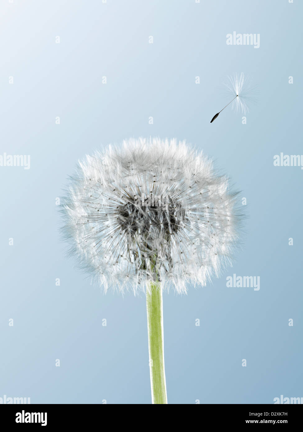 Close up of seed blowing from dandelion on blue background Stock Photo
