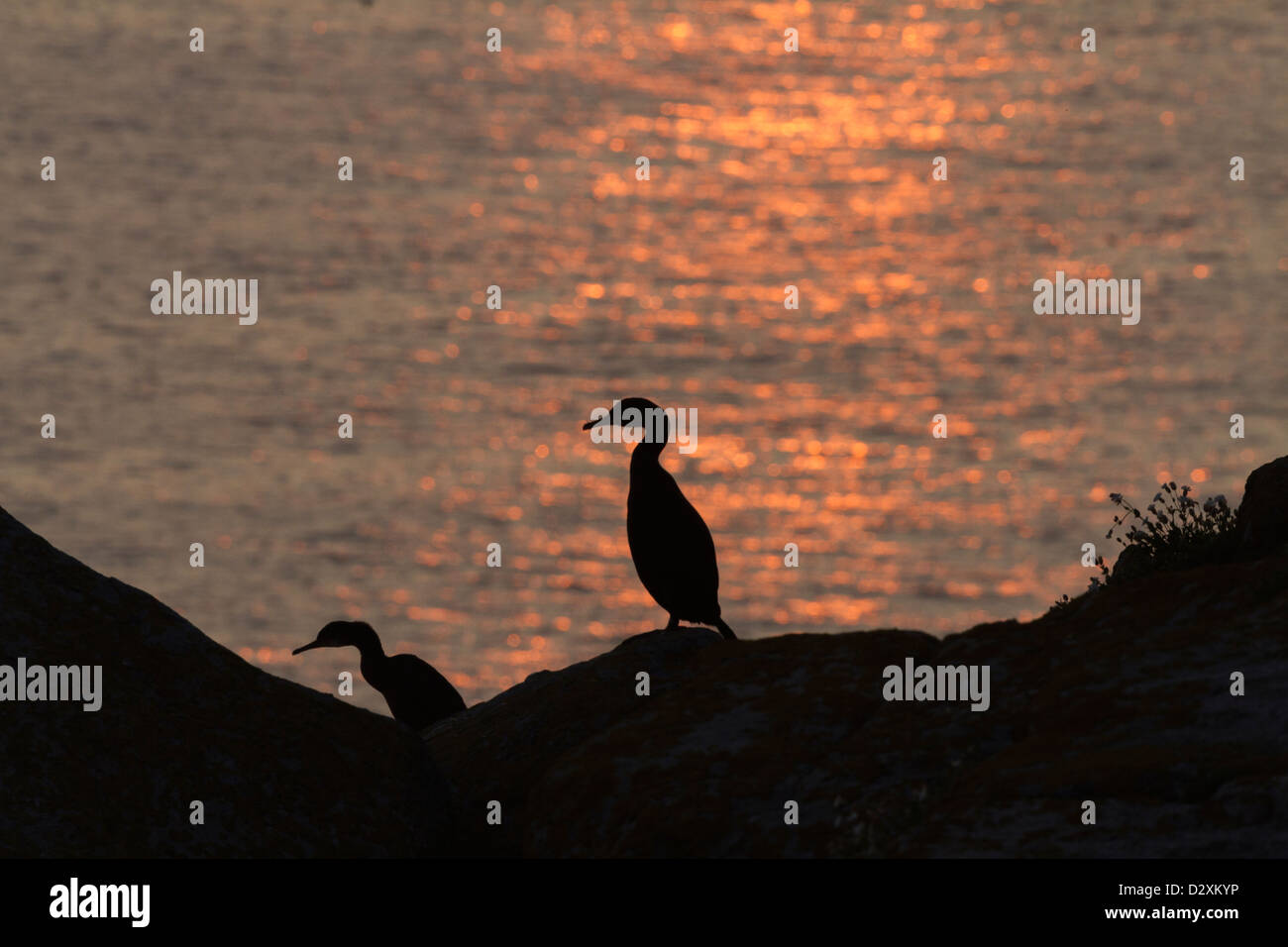 Shag (Phalacrocorax aristotelis) at sunset Stock Photo