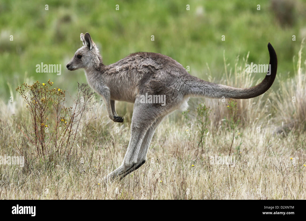 A joey (baby) eastern grey kangaroo (Macropus giganteus) hoping through Namadgi National Park Stock Photo