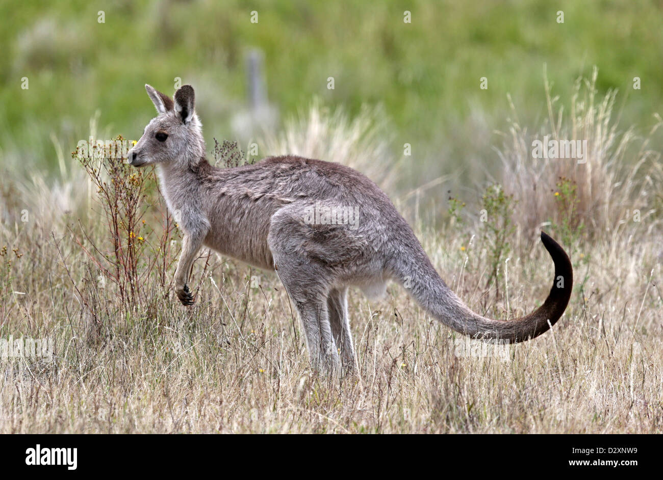 A joey (baby) eastern grey kangaroo (Macropus giganteus) hoping through Namadgi National Park. Stock Photo