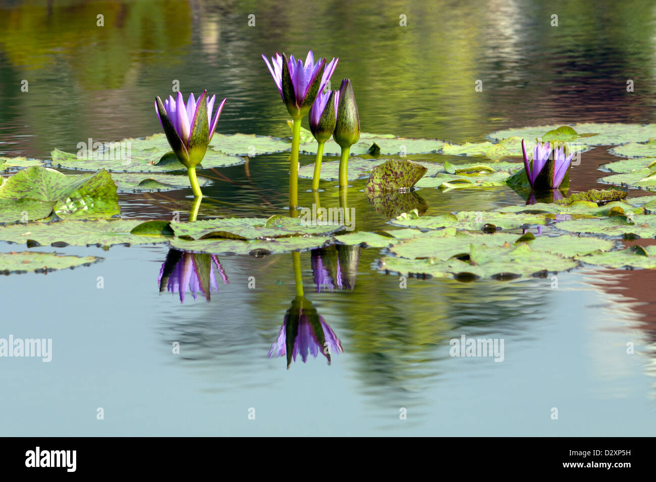 Blue Water Lilies High Resolution Stock Photography and Images - Alamy