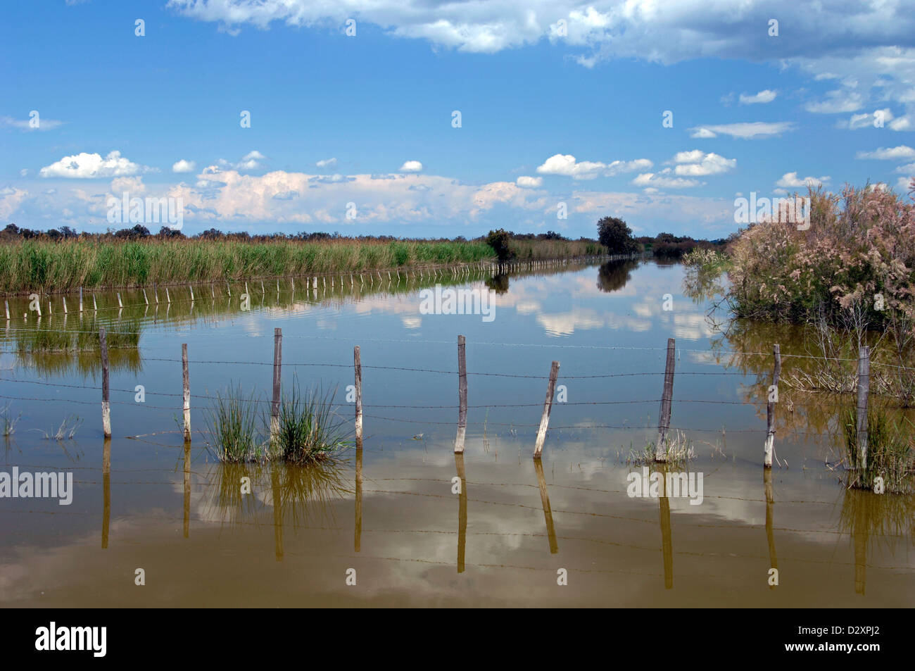 Wetlands or Marshes Camargue Provence France Stock Photo