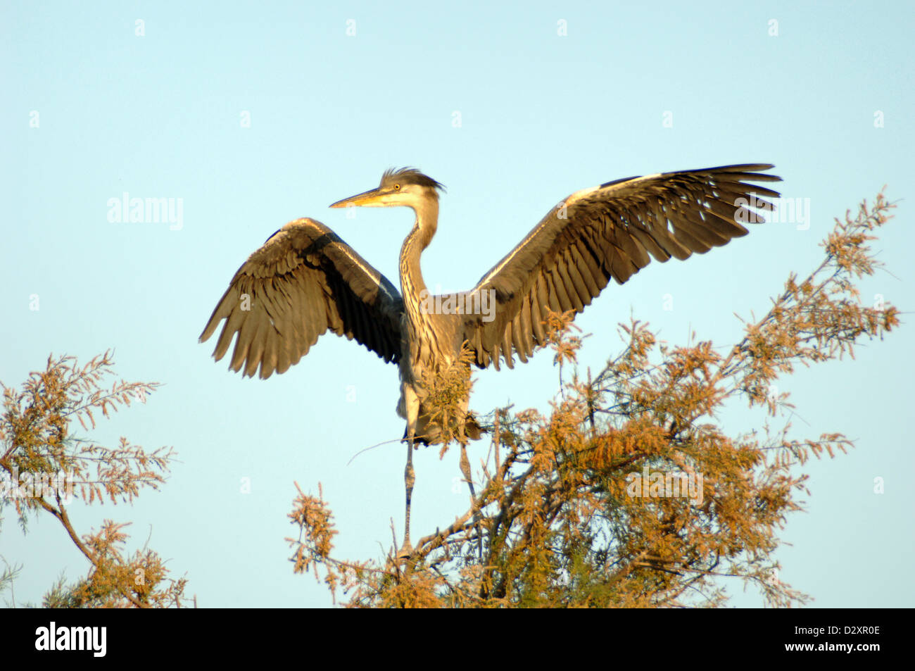 Grey Heron, Ardea cinerea, Fledgling Perched on Tree and Stretching Wings as it Learns to Fly Camargue Provence France Stock Photo