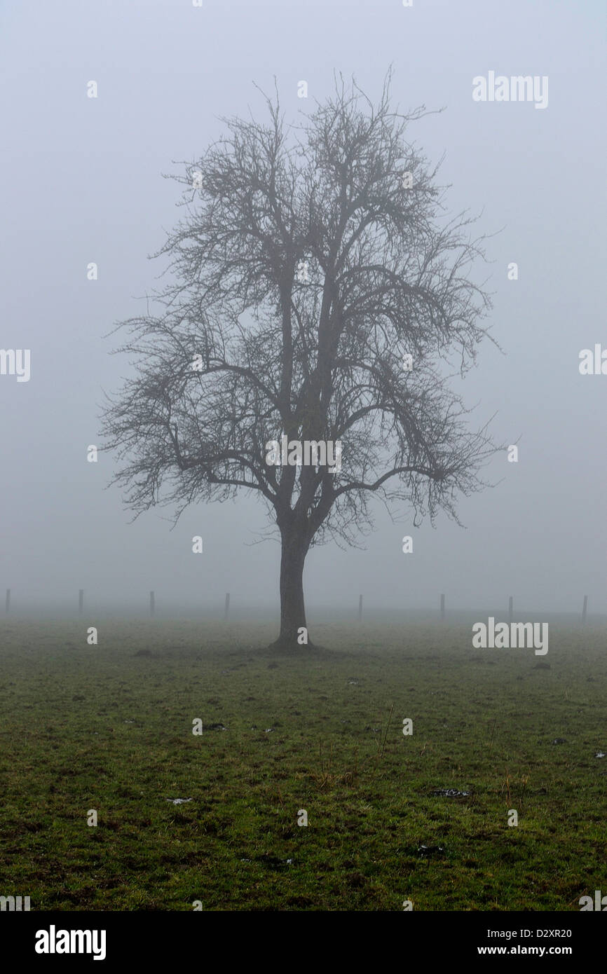 Perry pear tree (Pyrus communis) in the mist, in winter (North Mayenne, Pays de la Loire, France, Europe). Stock Photo