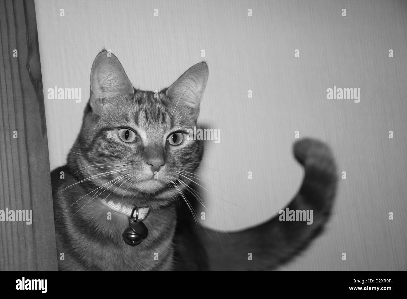 black and white ginger cat face and tail Stock Photo