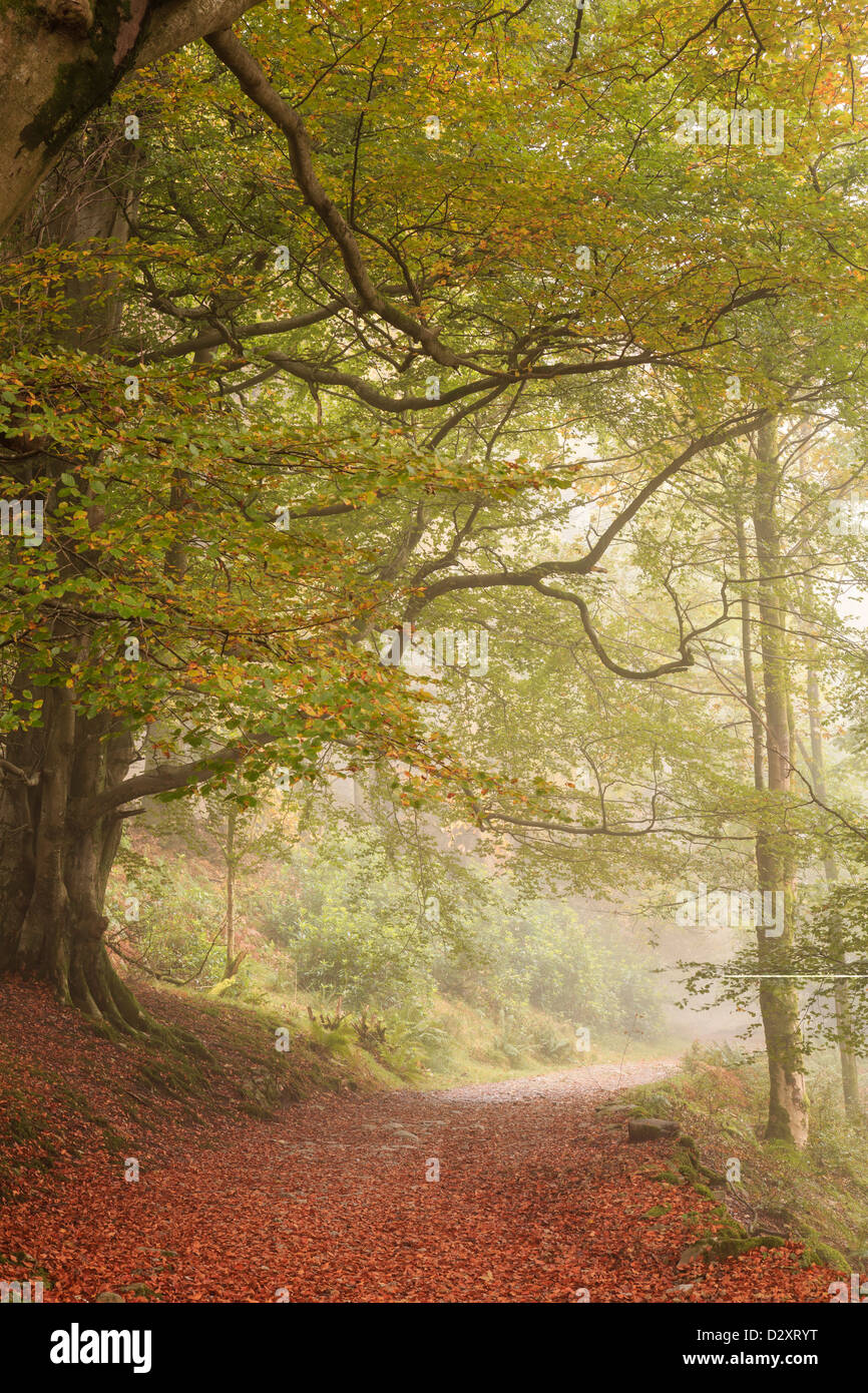 A tree-lined path near Grasmere, on a misty autumn morning, Lake District, Cumbria, United Kingdom Stock Photo