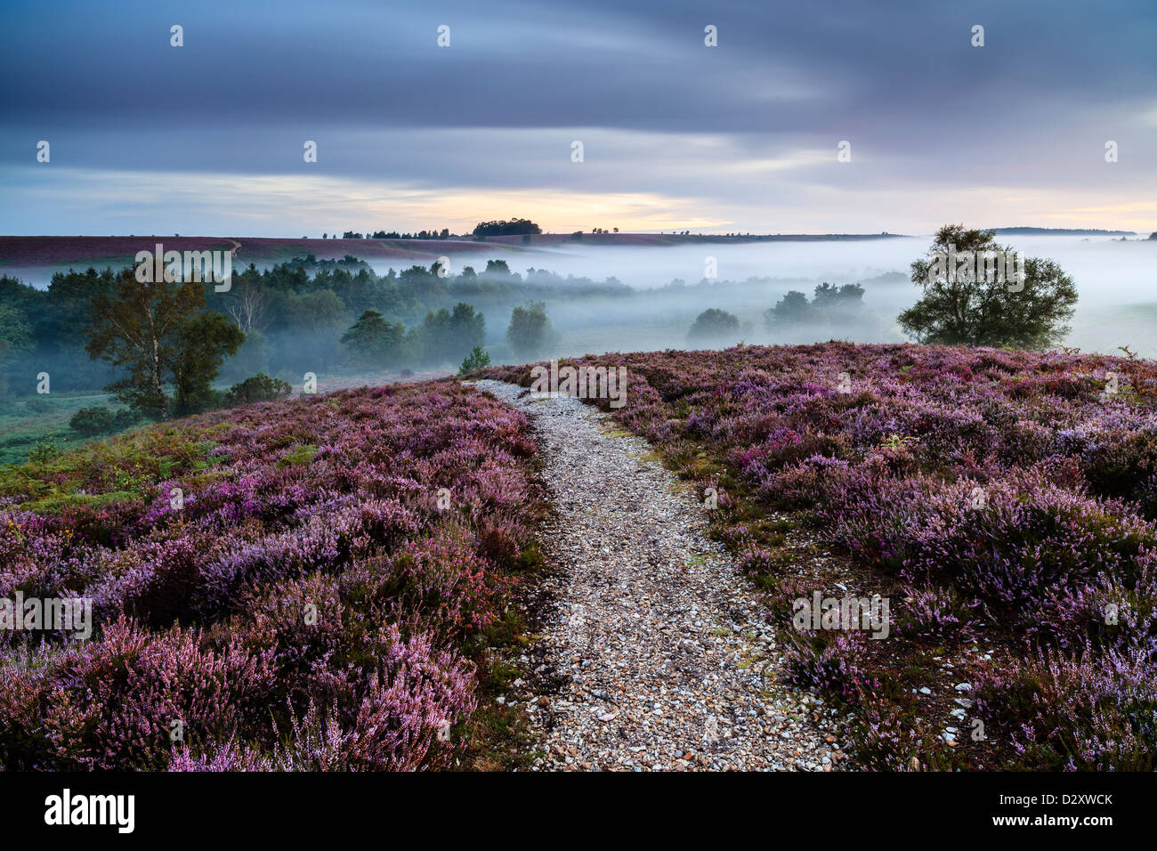 A misty dawn in late summer at Rockford Common, near Ringwood, New Forest National Park, Hampshire, United Kingdom Stock Photo