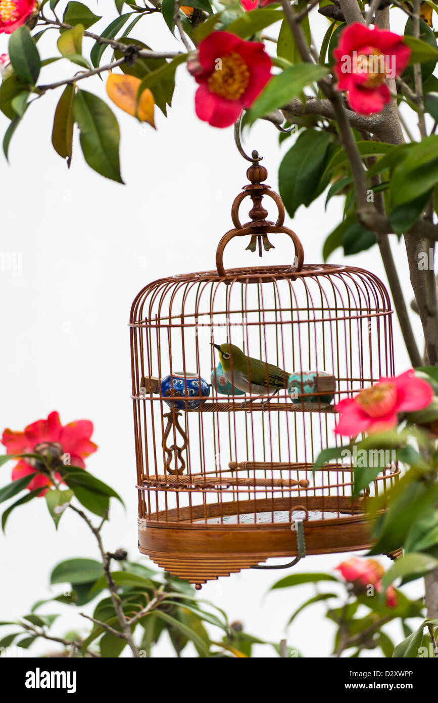 A bird in a bamboo cage hanging from a tree in a park in Hong Kong Stock Photo