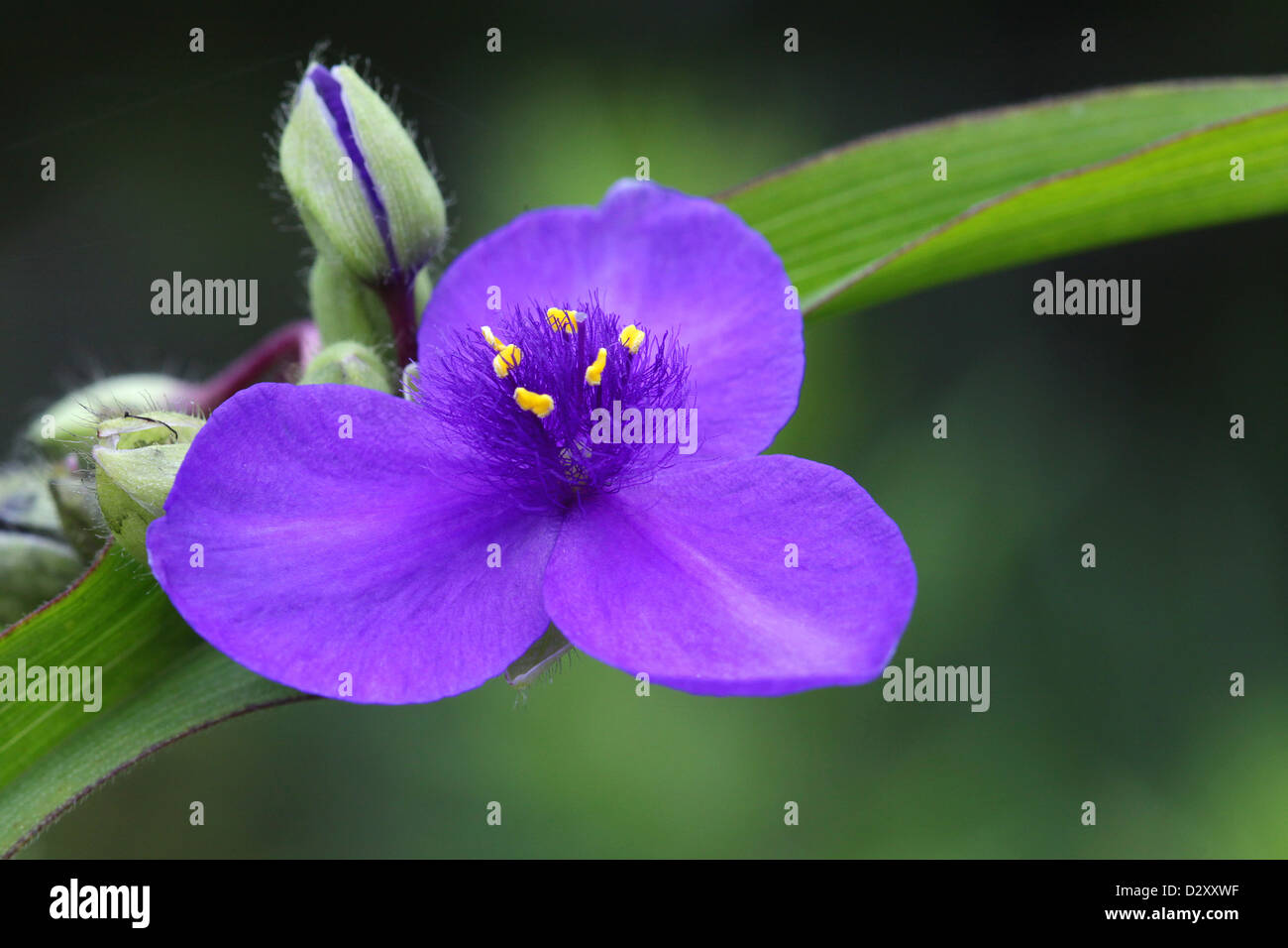 Three petal purple flower Stock Photo