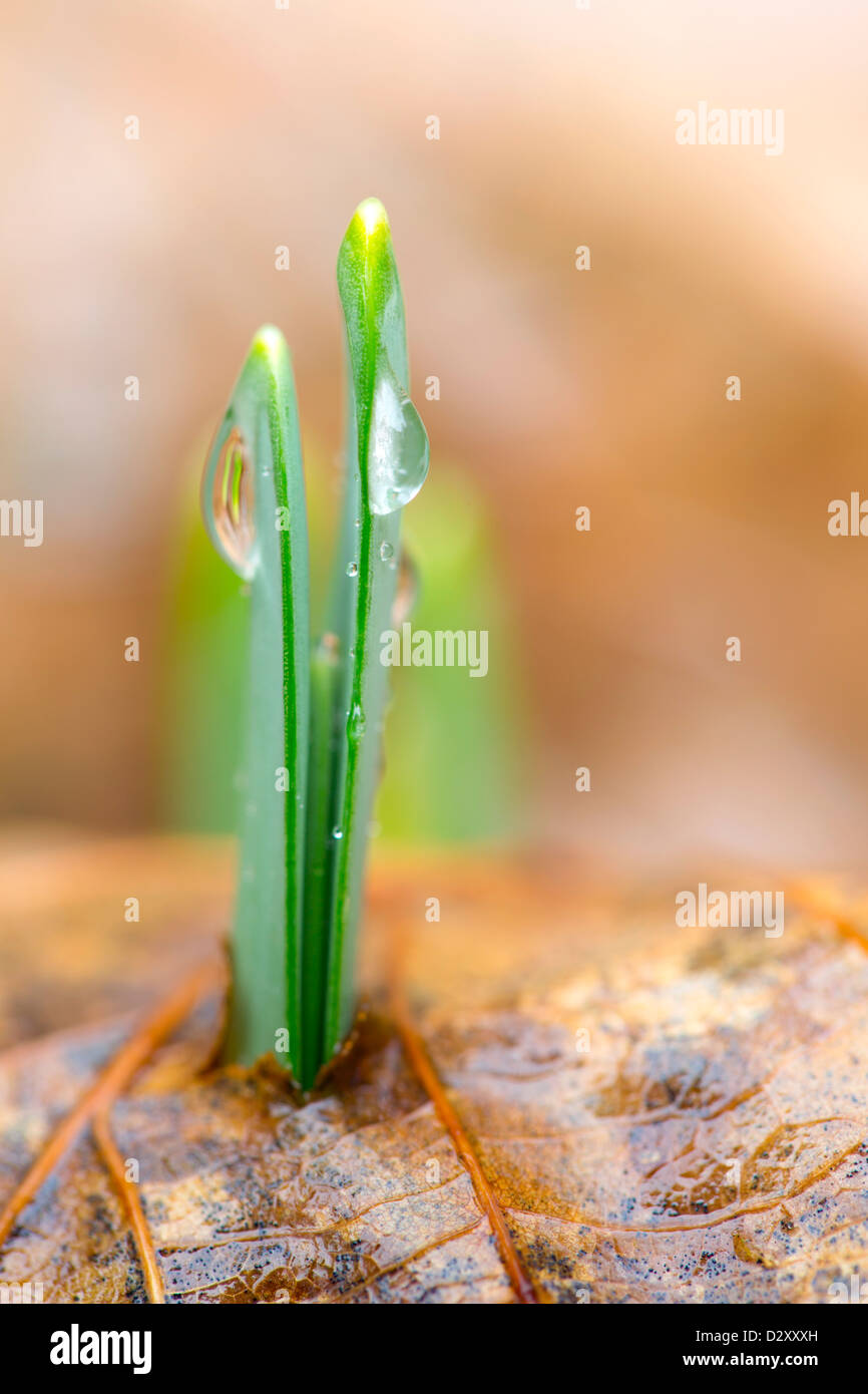 Daffodil leaf hires stock photography and images Alamy