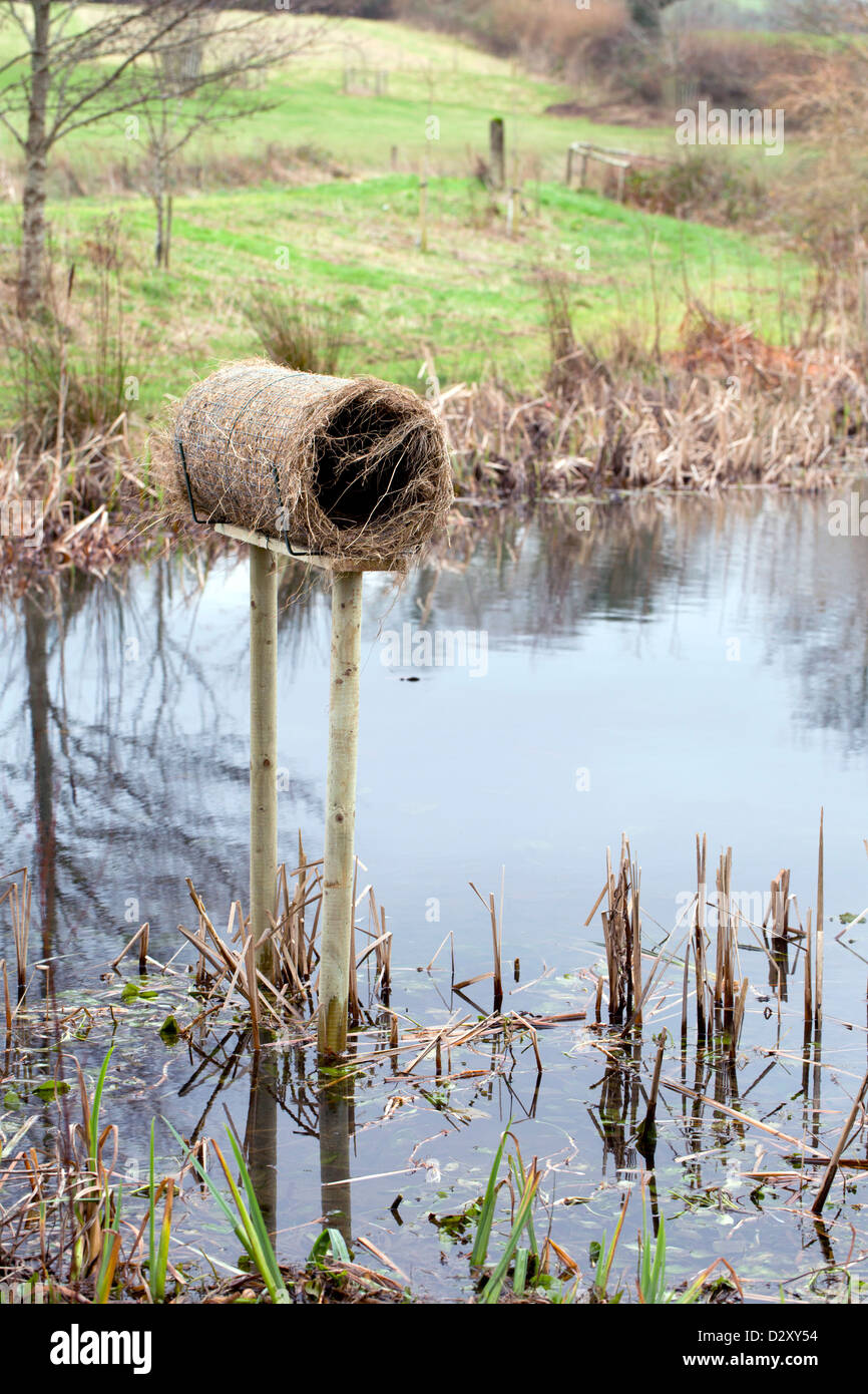 Duck nest pond hi-res stock photography and images - Alamy