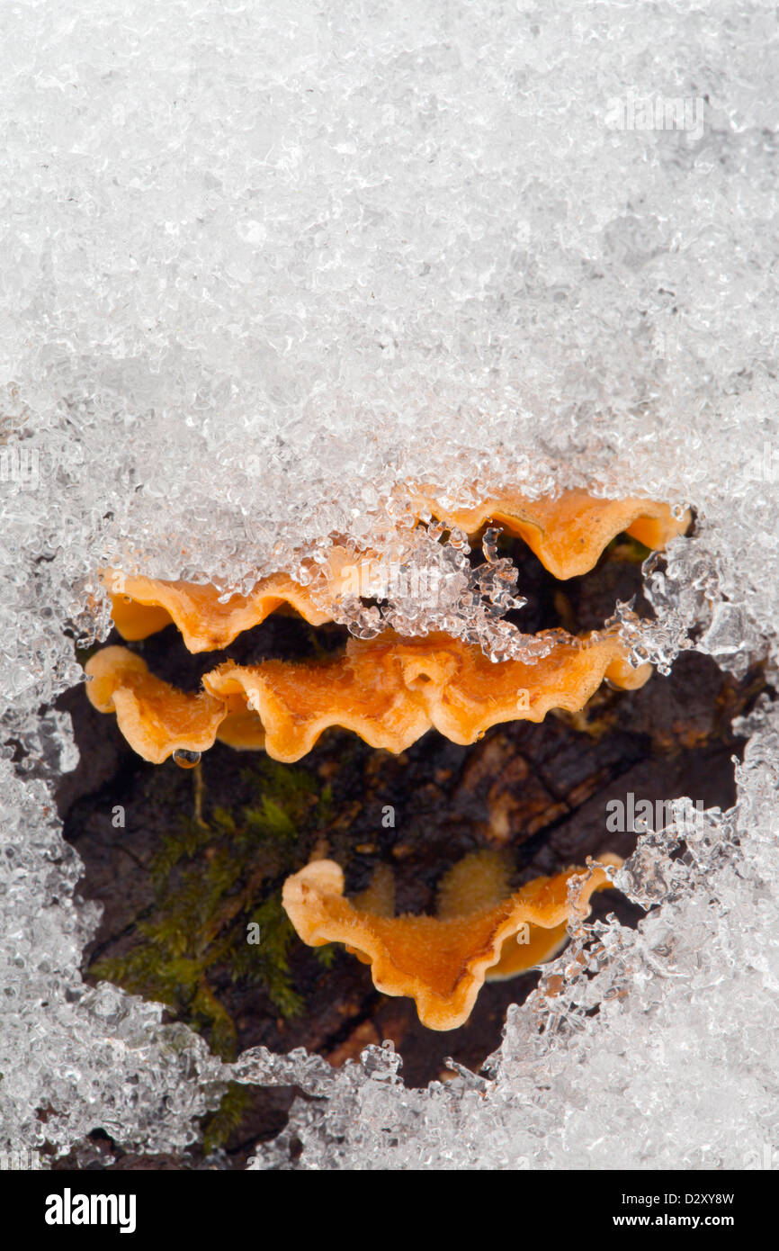 Bracket Fungus in Snow; Devon; UK Stock Photo