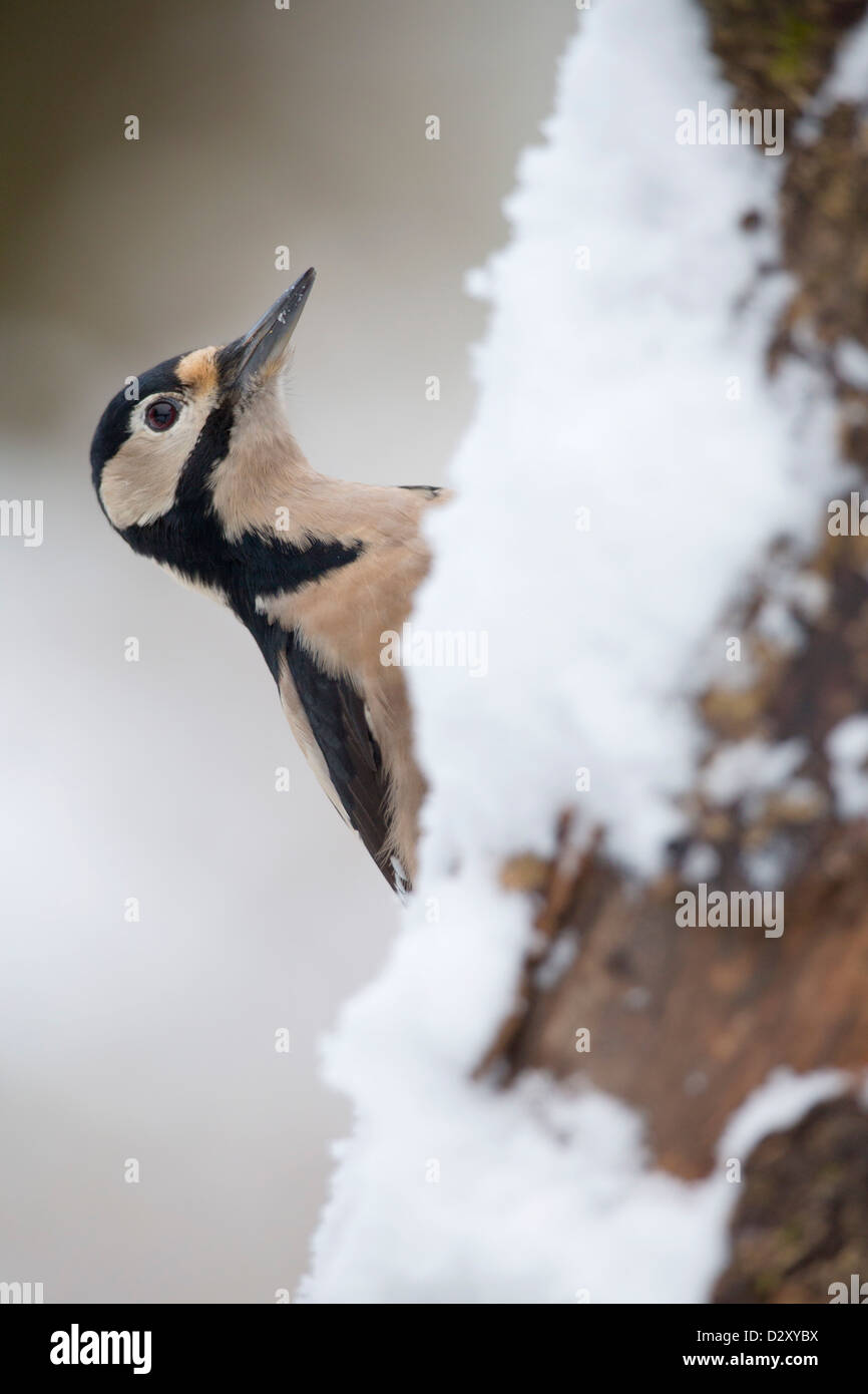 Great Spotted Woodpecker; Snow; UK Stock Photo