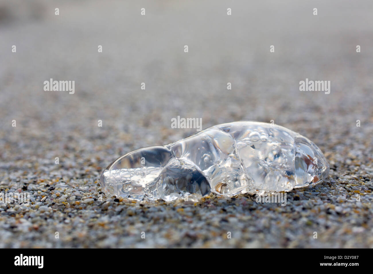 Jelly Fish; Sennen Beach; Cornwall; UK Stock Photo