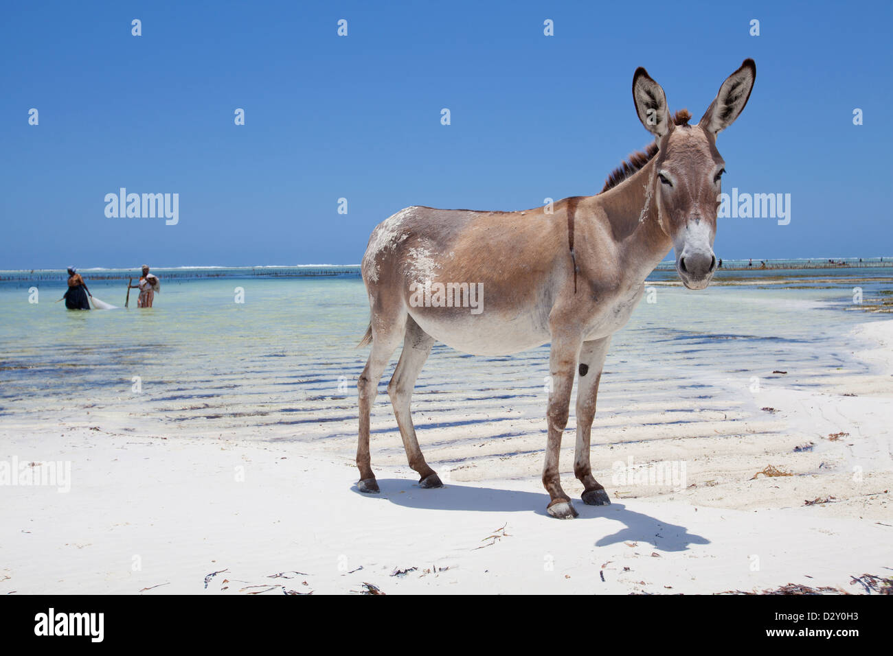 Donkey on a beach with two seaweed farmers walking by, Matemwe, Zanzibar. Stock Photo