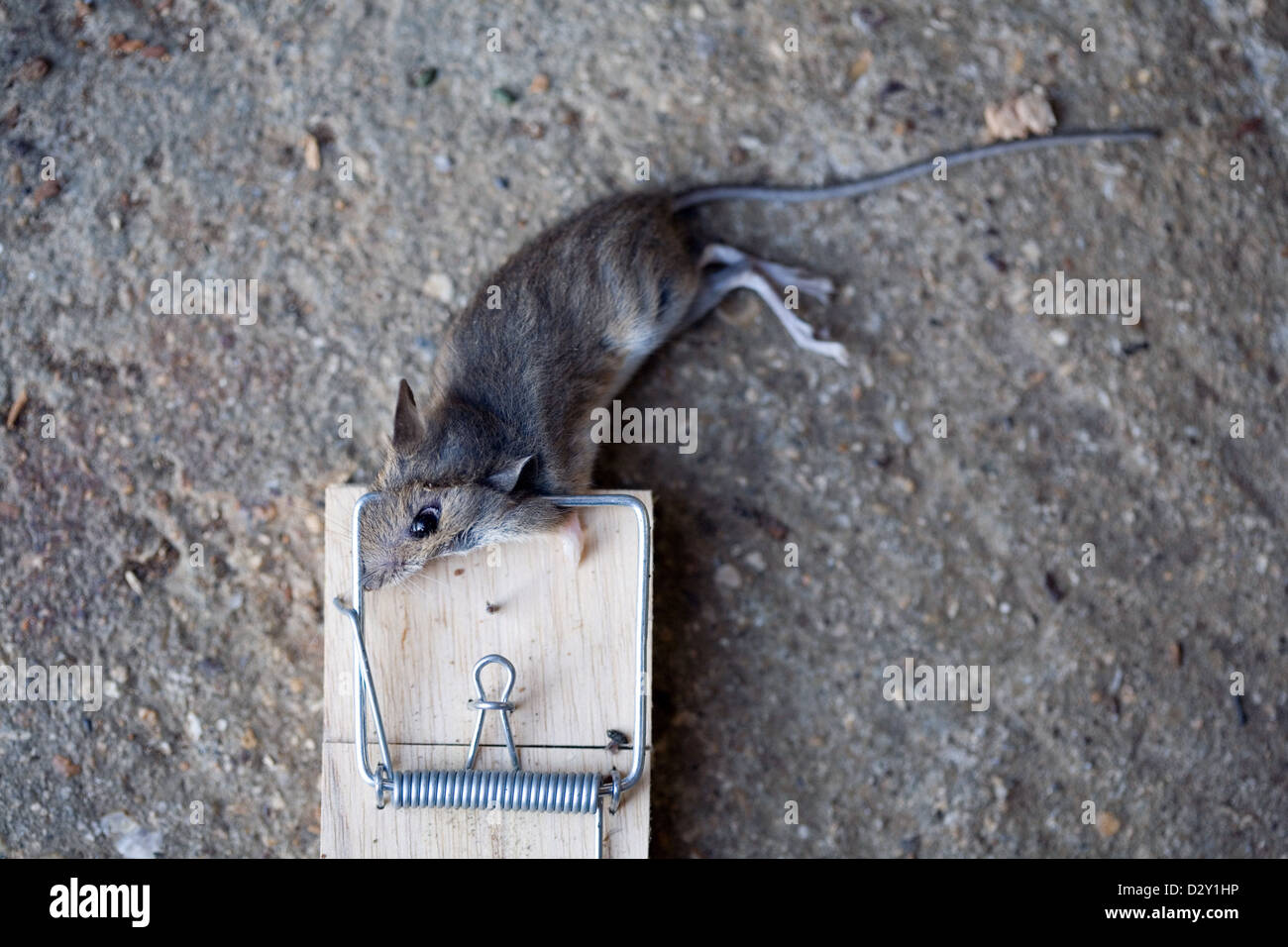 https://c8.alamy.com/comp/D2Y1HP/a-common-house-mouse-mus-musculus-lying-dead-in-a-traditional-wooden-D2Y1HP.jpg
