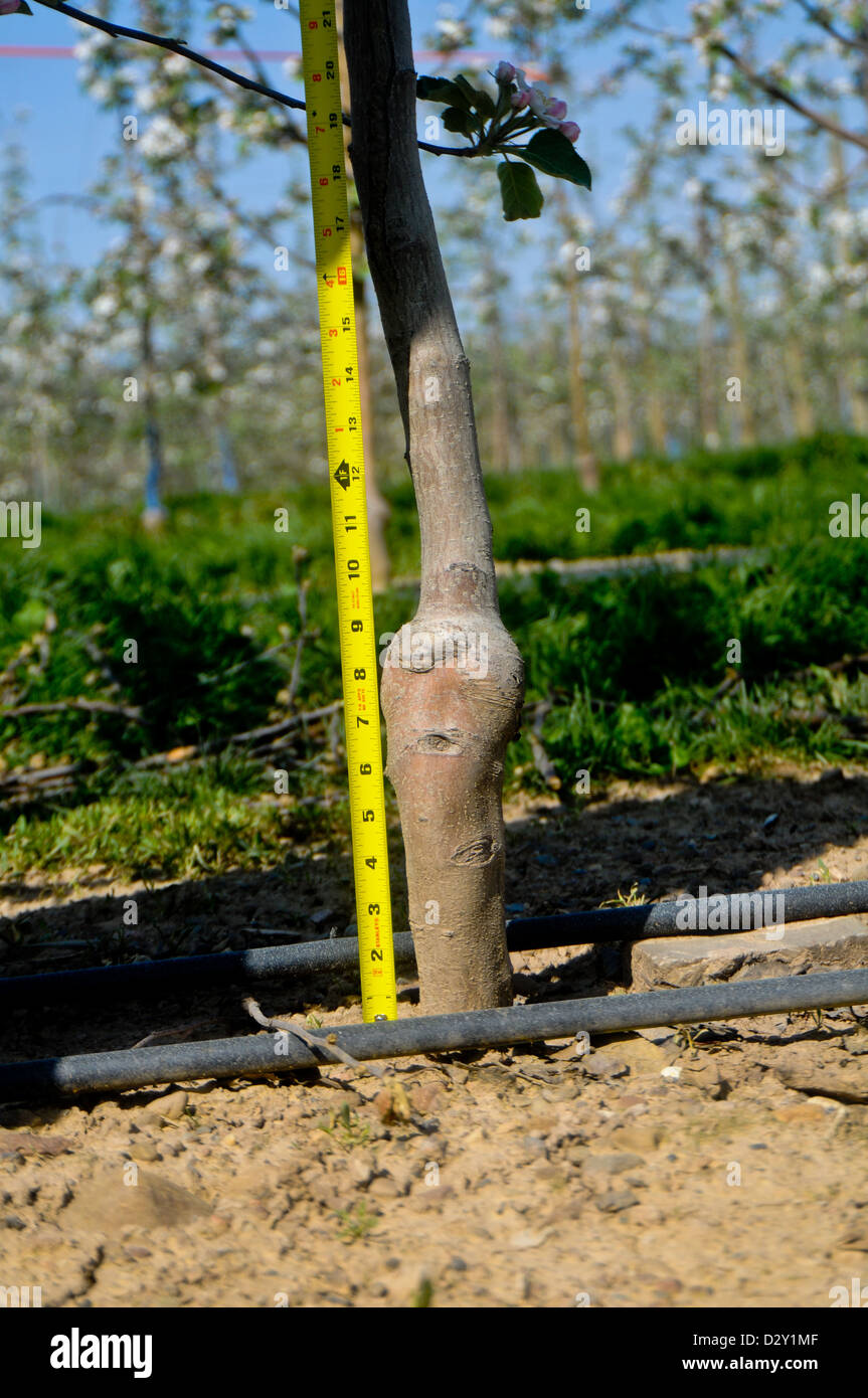 Apple tree root stock with irrigation Stock Photo - Alamy