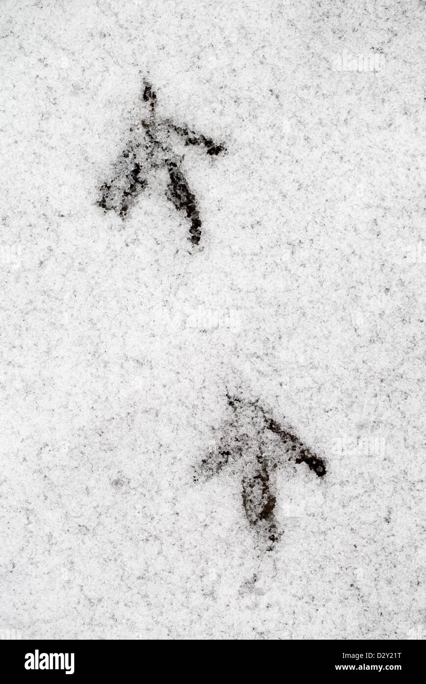 Pheasant Footprints; Snow; Winter; UK Stock Photo