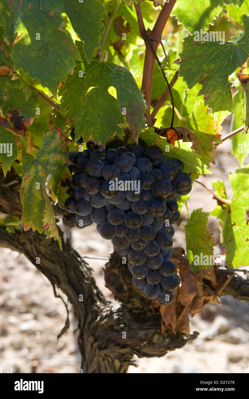 Corsica vineyard black hires stock photography and images Alamy