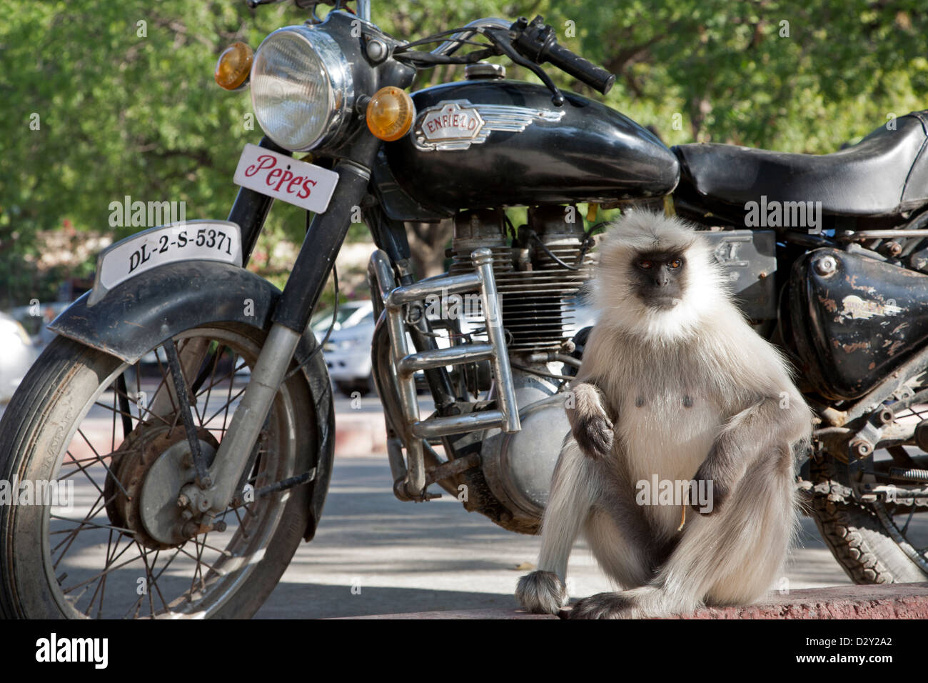 Monkey motorcycle hi-res stock photography and images - Alamy