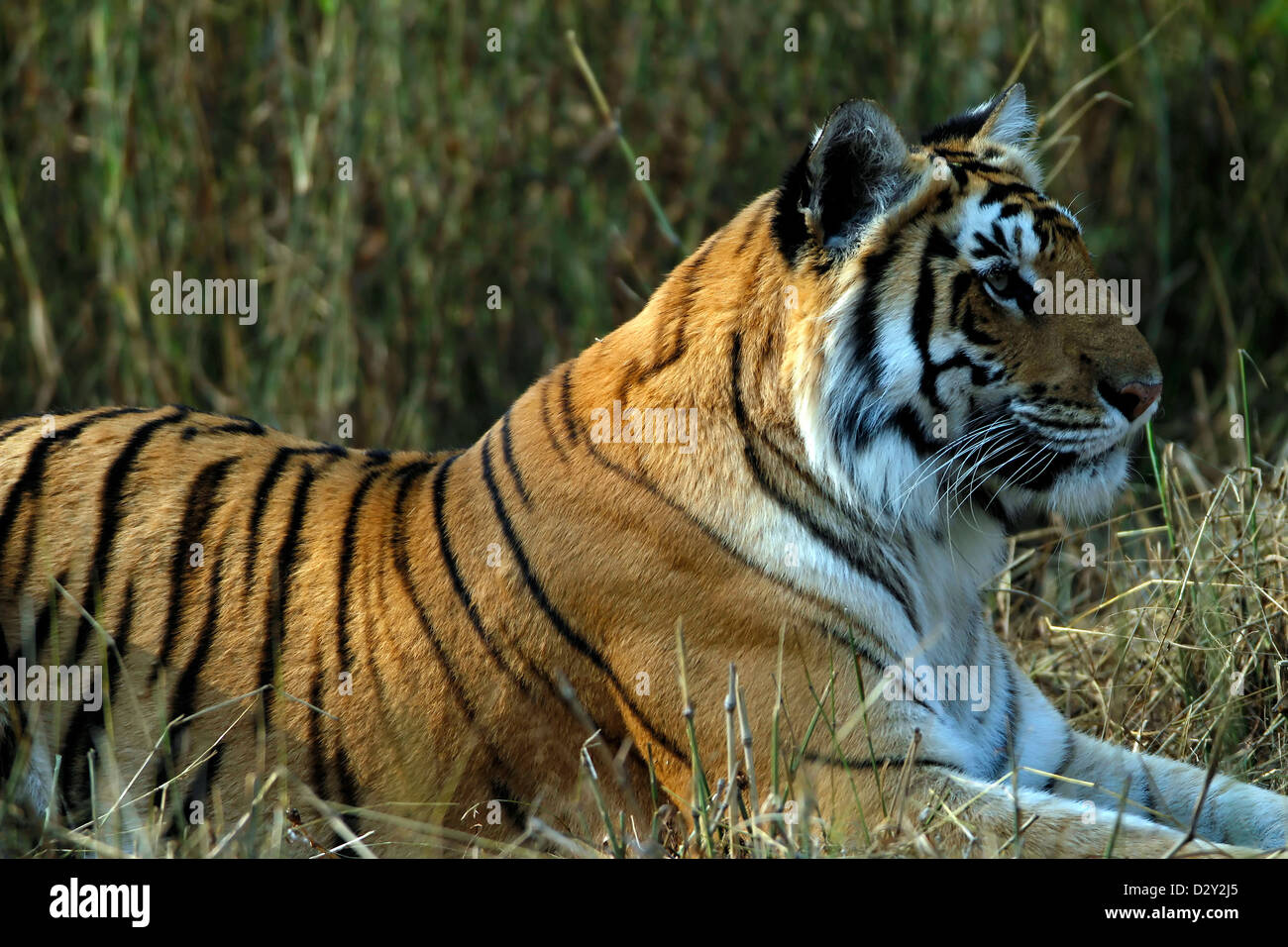 Tiger, Bengal Tiger, Ranthambore National Park,Rajasthan,Indian wildlife,Endangered  Species, Travel Locations,Animal in wild Stock Photo - Alamy