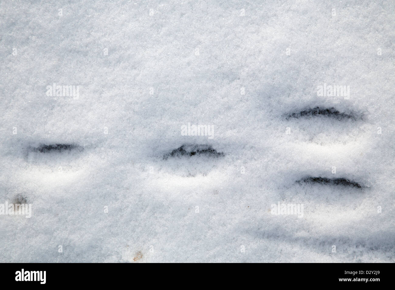Rabbit tracks in snow hires stock photography and images Alamy