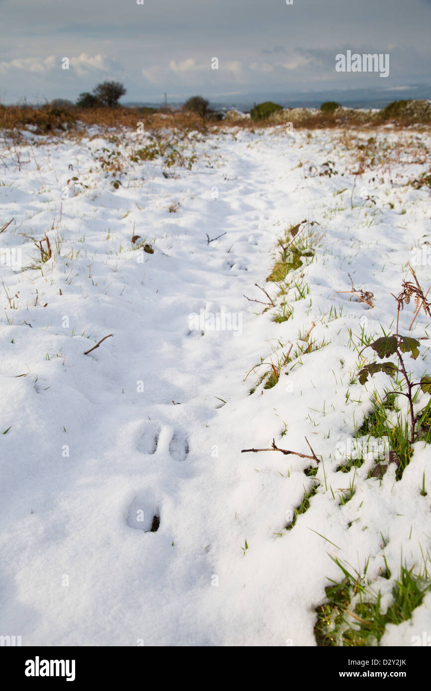 Rabbit footprints snow hires stock photography and images Alamy