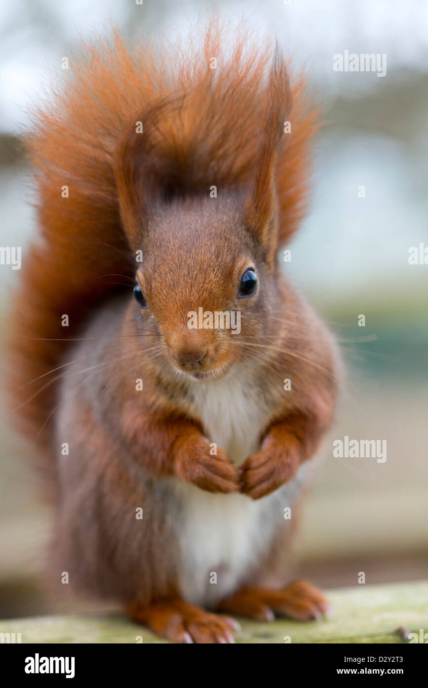Red Squirrel; Sciurus vulgaris; UK Stock Photo