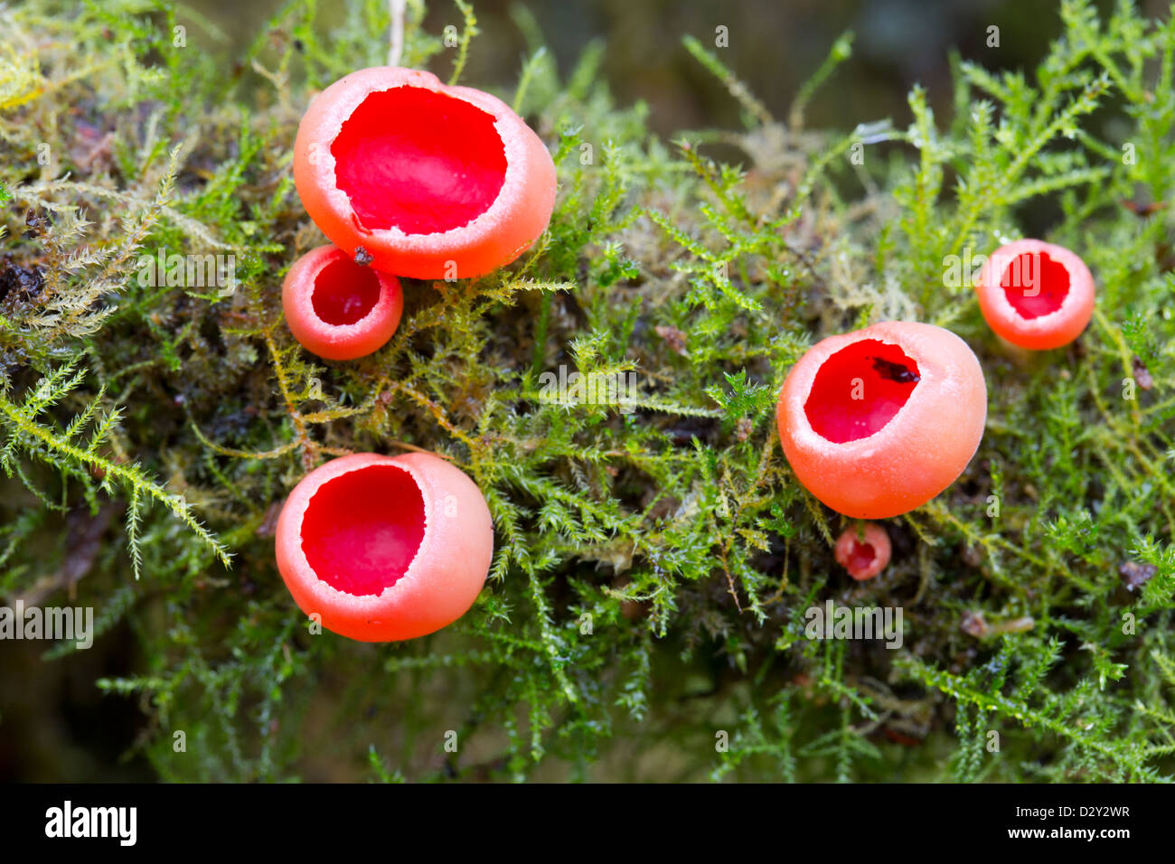 Scarlet Elf Cup; Sarcoscypha coccinea; Cornwall; UK; January Stock Photo