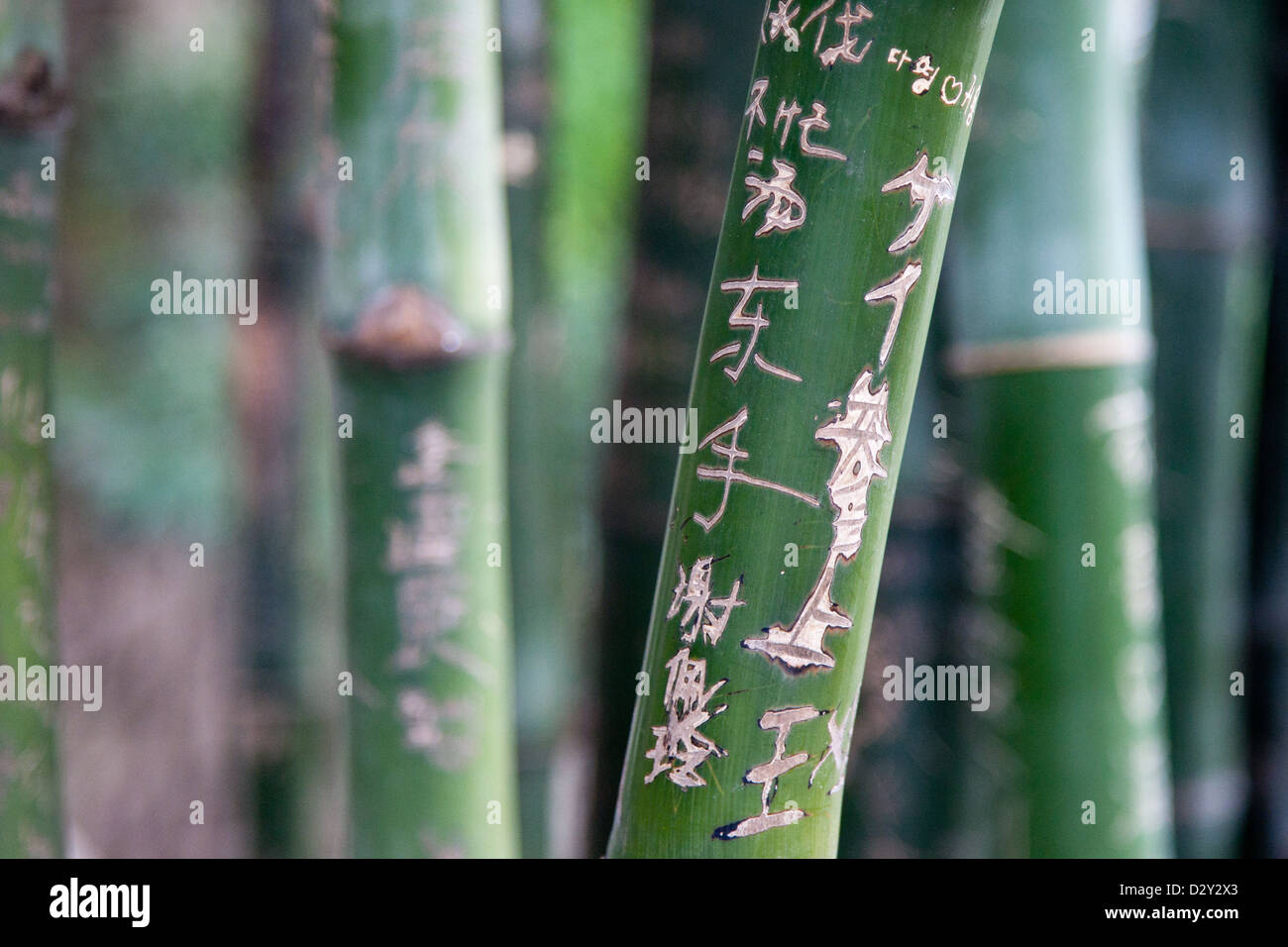 Bamboo trunks with engravings on. Stock Photo