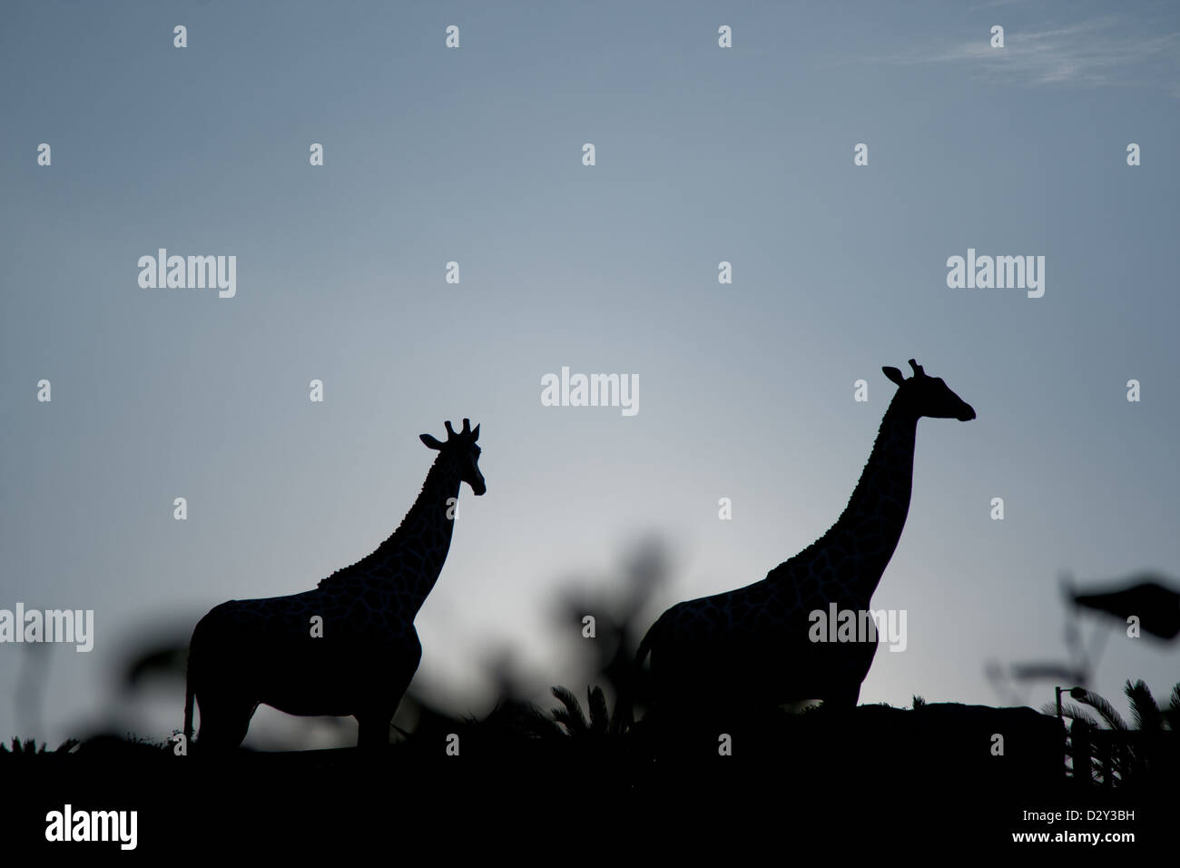 Silhouette of two giraffes Stock Photo