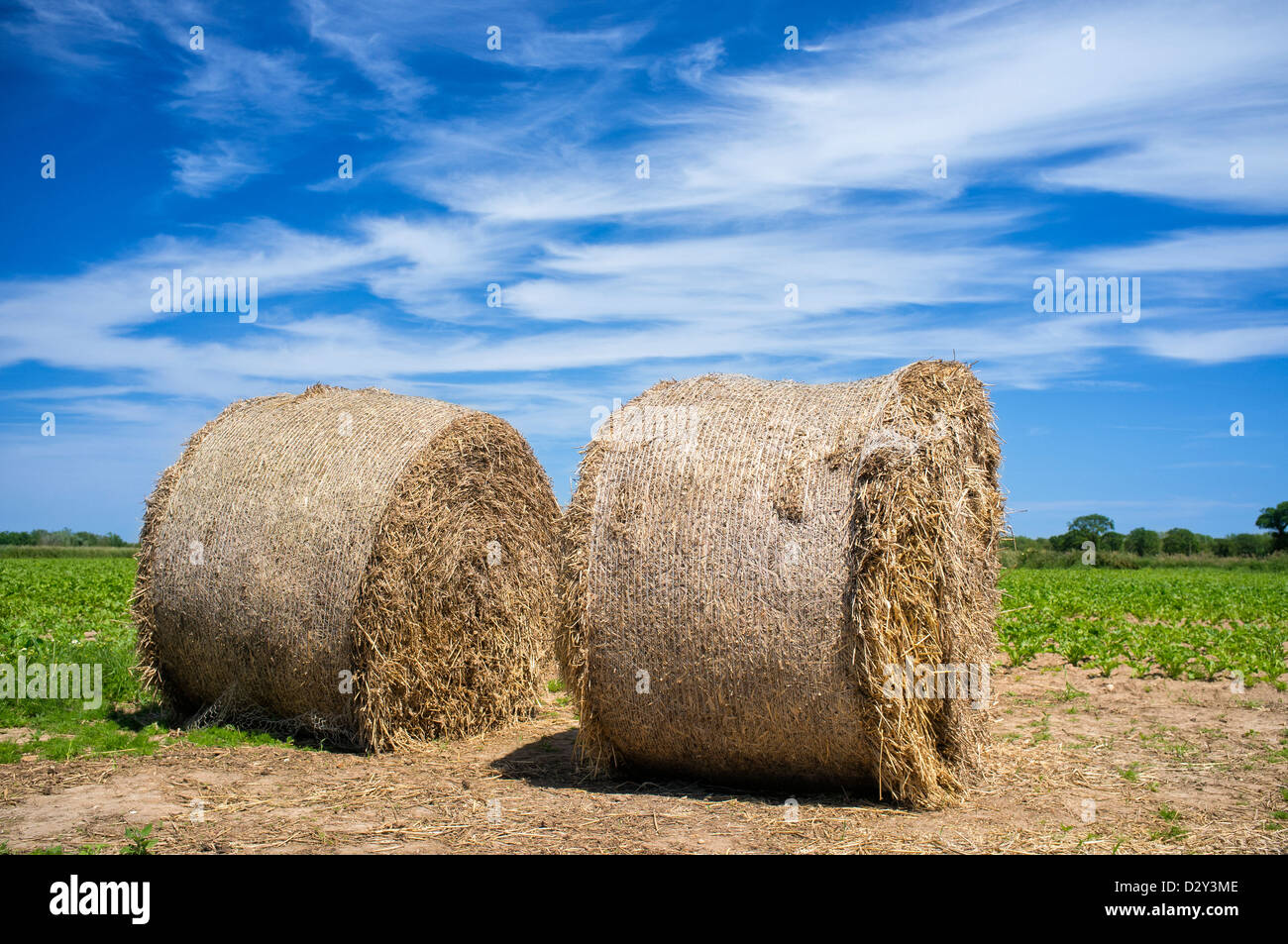 Circular Straw Bales in Field with Wispy Cirrus Cloud in a Blue Summer Sky Stock Photo