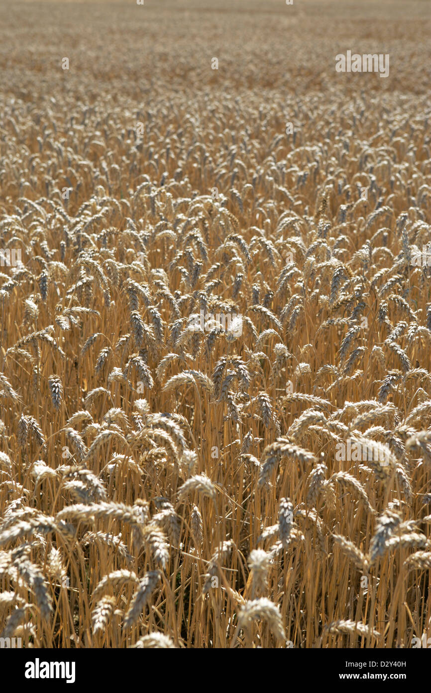 cereal rye field Stock Photo