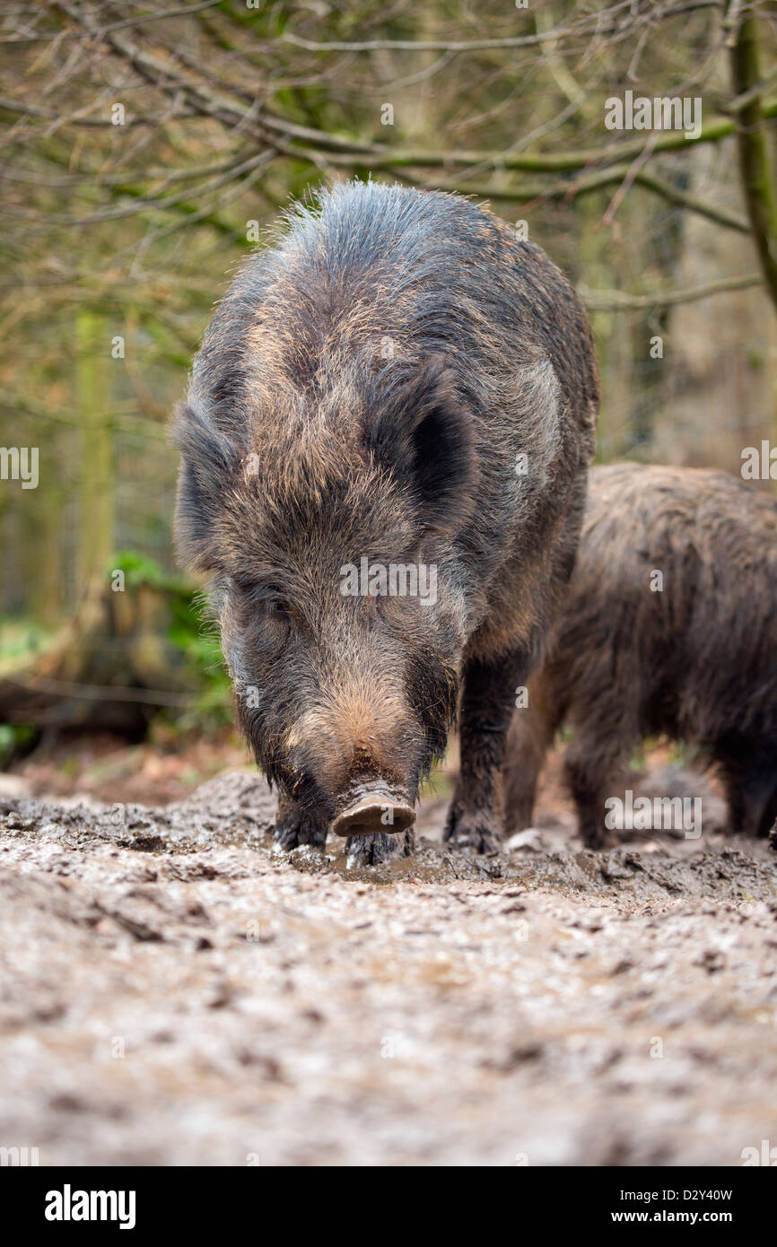 Wild Boar; Sus scrofa; Captive; UK Stock Photo