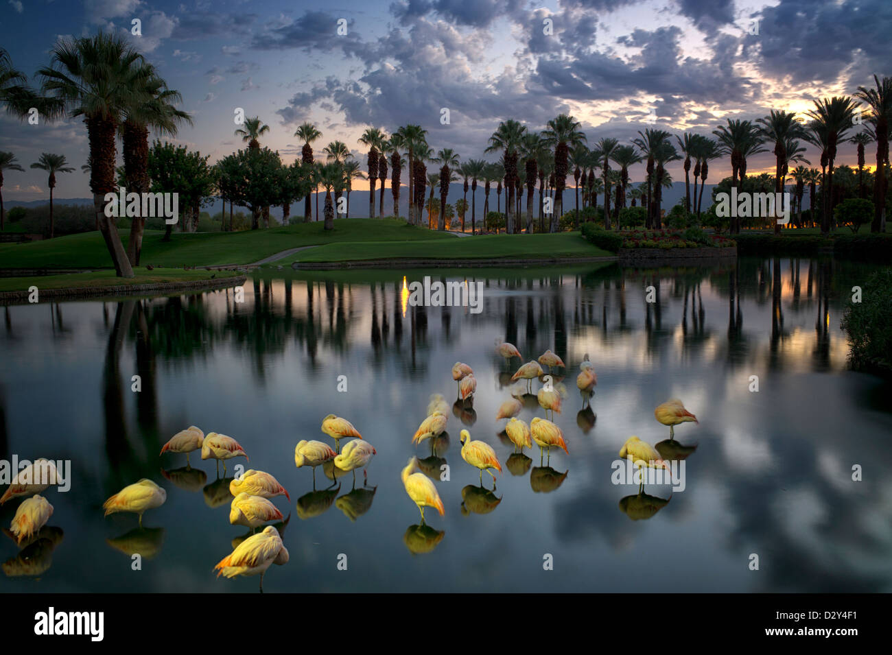 Flamingoes mostly sleeping in pond with sunrise at the Marriot Hotel. Palm Desert, California Stock Photo