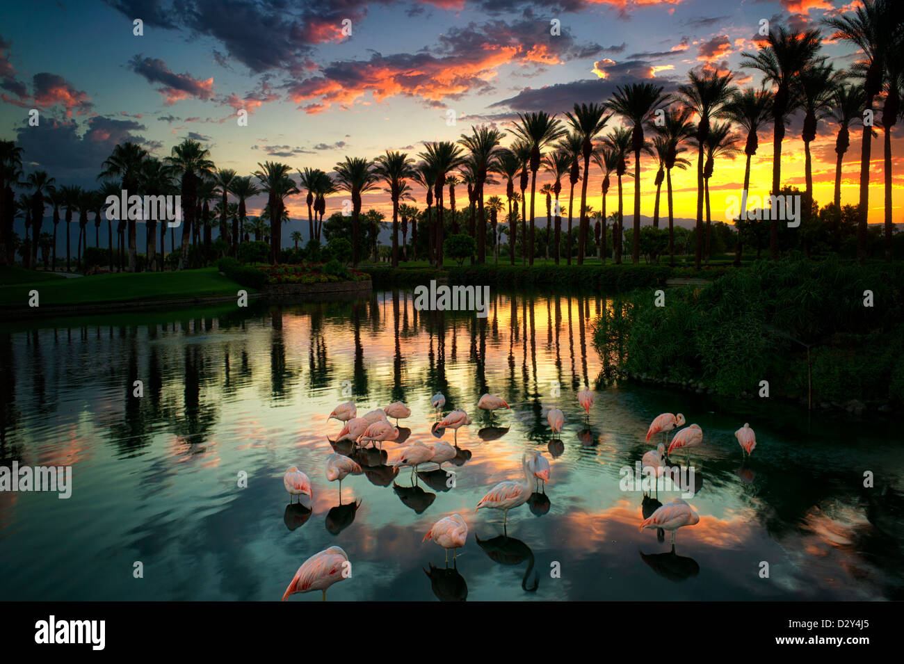Flamingoes mostly sleeping in pond with sunrise at the Marriot Hotel. Palm Desert, California Stock Photo