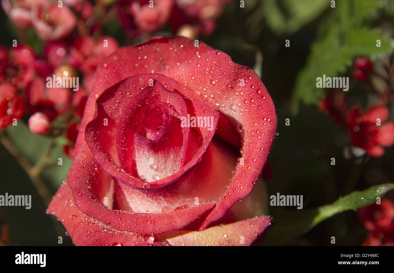 Beautiful pink rose with water drops Stock Photo - Alamy