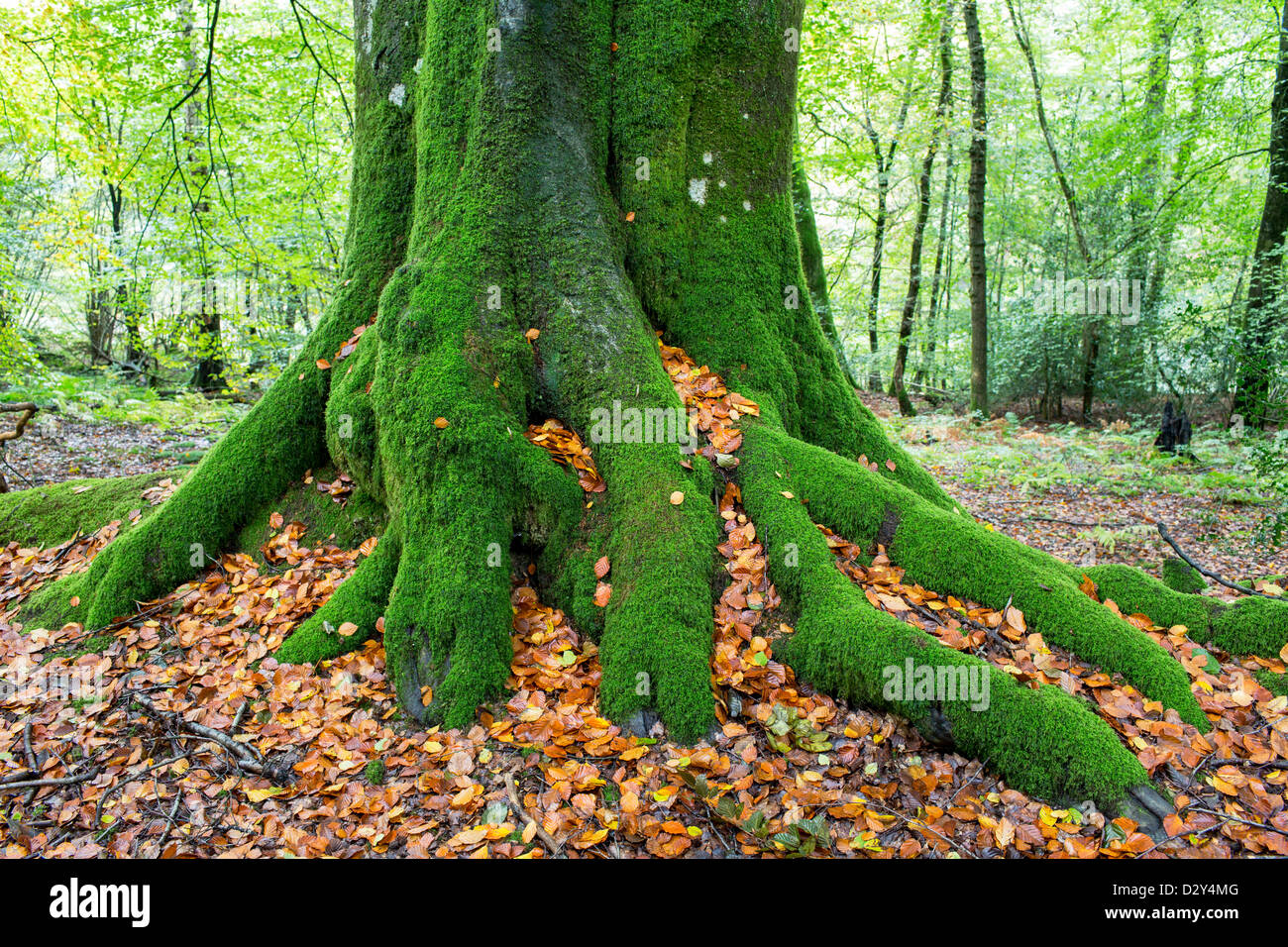 An old moss covered Beech tree with it's roots showing. Stock Photo