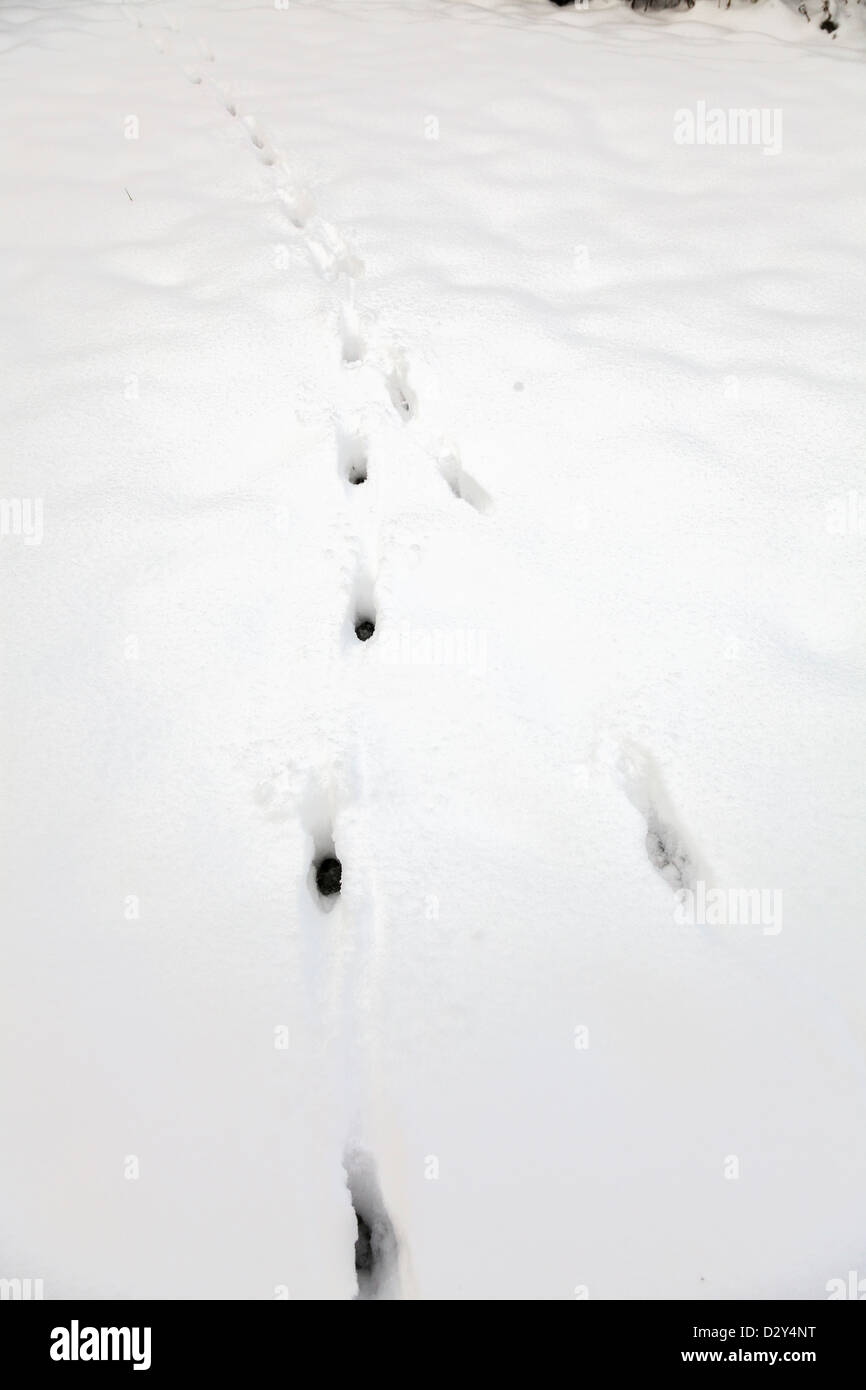 Fox tracks in snow hires stock photography and images Alamy