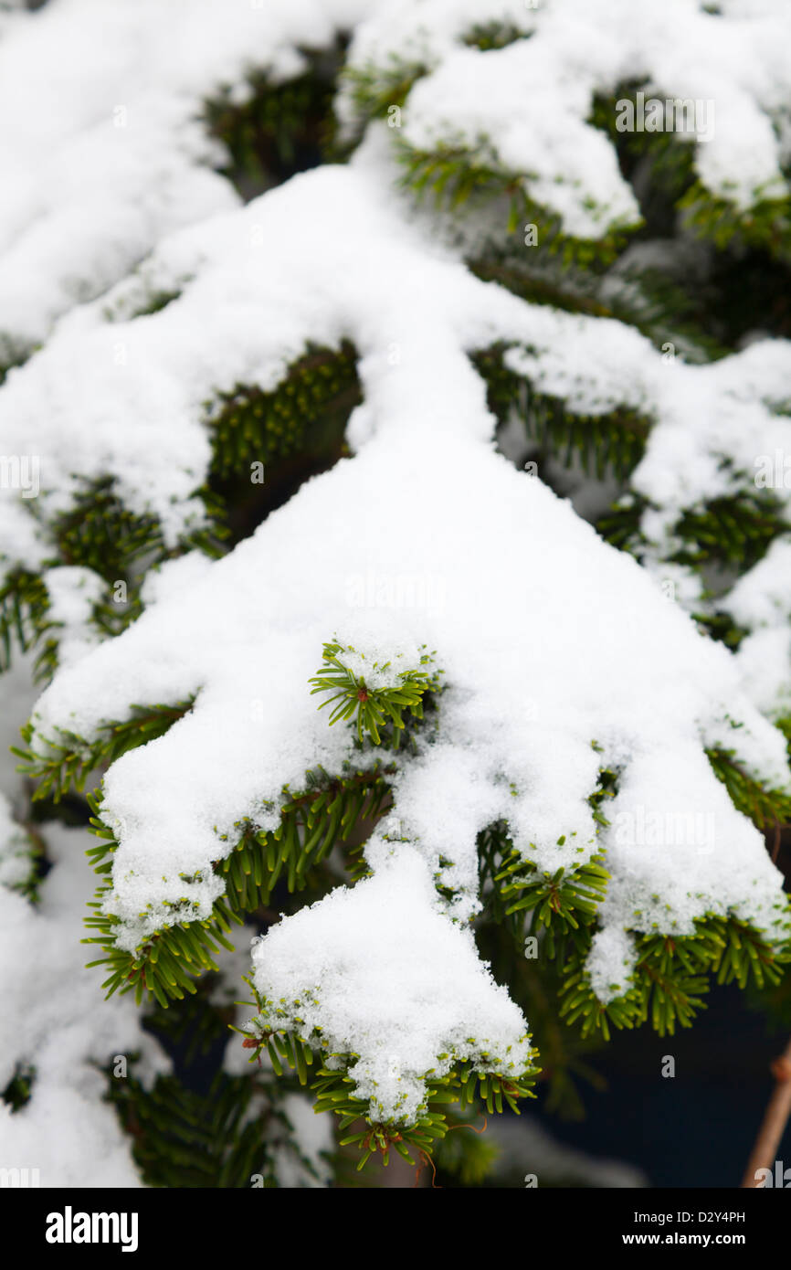 branch of christmas tree covered by fresh snow Stock Photo