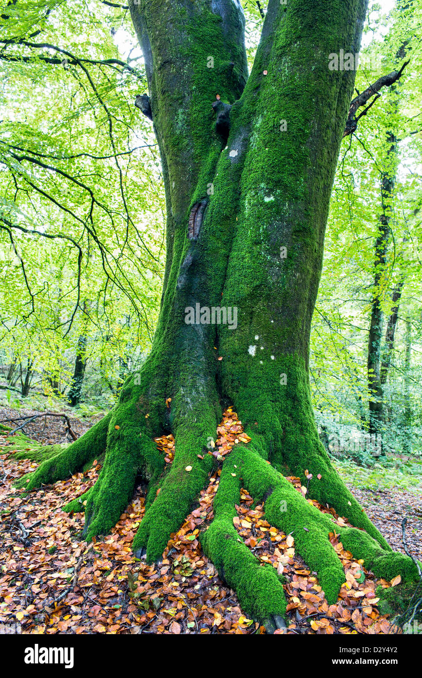 Old deciduous tree roots hi-res stock photography and images - Alamy