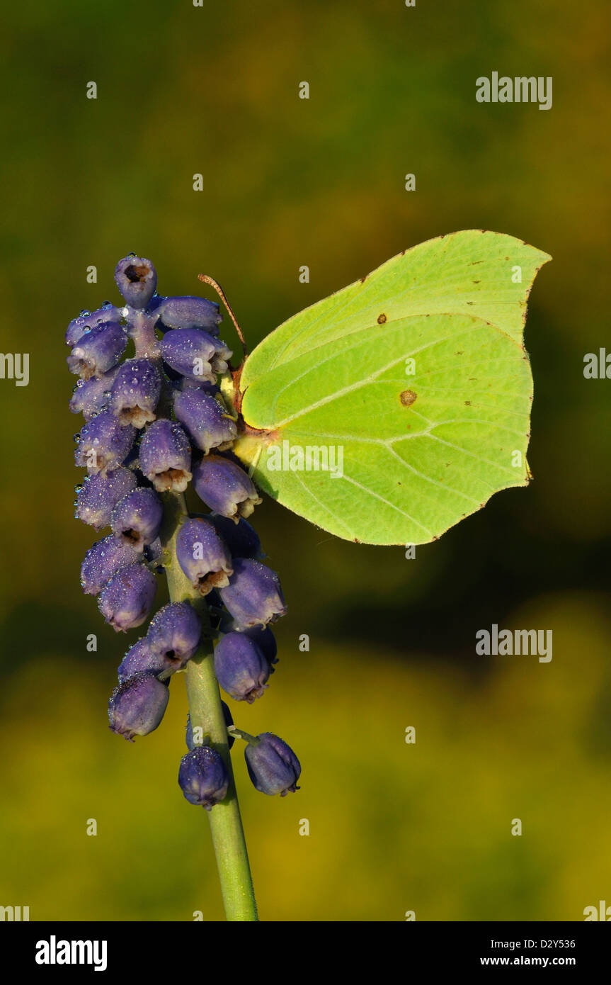 brimstone Stock Photo