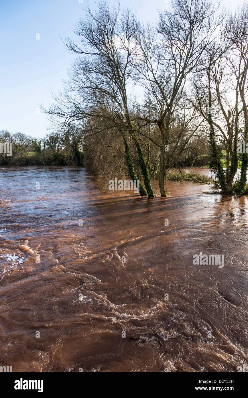 River Usk in flood, Llanellen, Wales, UK Stock Photo