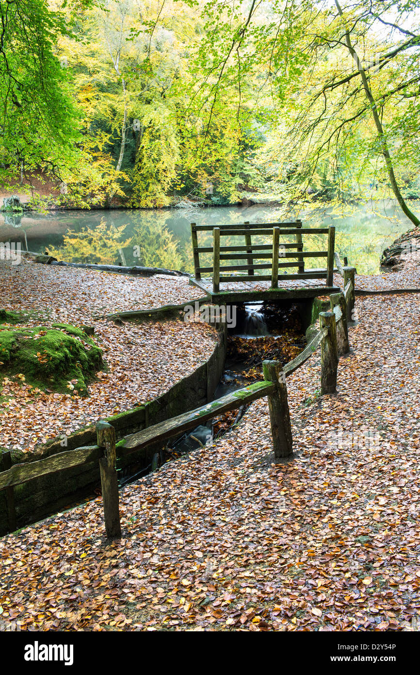 Beautiful autumnal colours at Waggoners Wells, Ludshott Common. Stock Photo